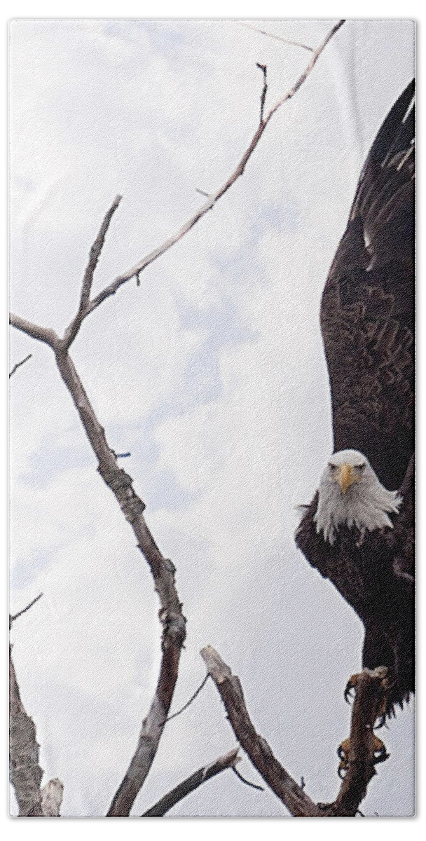 Eagle Hand Towel featuring the photograph Eagle by Everet Regal