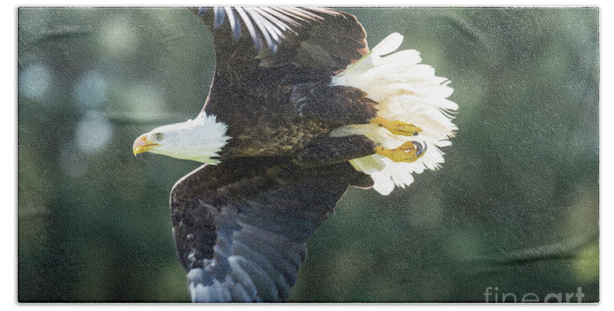 Bald Eagle Hand Towel featuring the photograph Eagle Flying 3005 by Steve Somerville