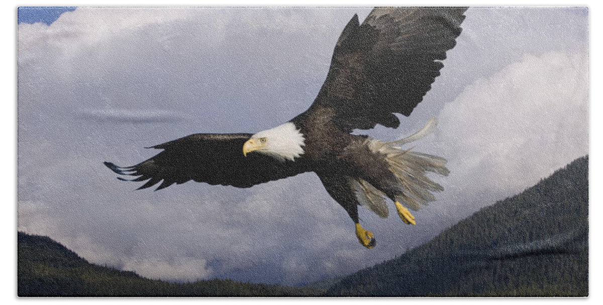 Afternoon Hand Towel featuring the photograph Eagle Flying in Sunlight by John Hyde - Printscapes
