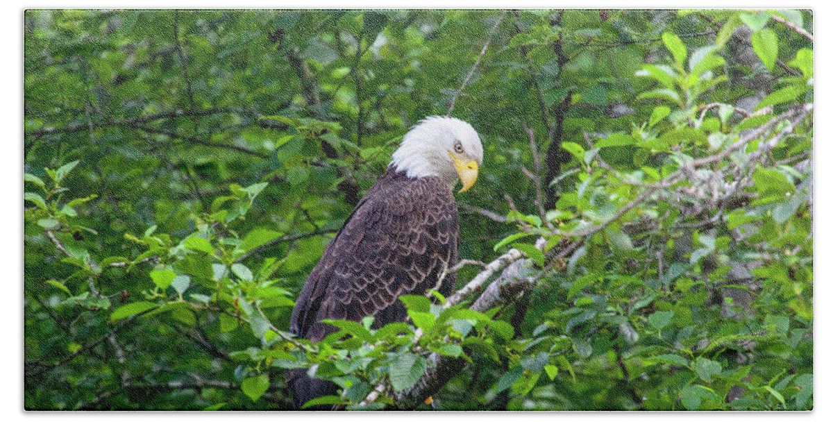 Bald Eagle Bath Towel featuring the photograph Eagle in the Tree by Anthony Jones