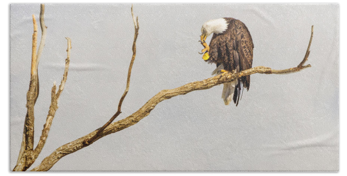Eagle Bath Towel featuring the photograph Eagle Nail Biting by James BO Insogna