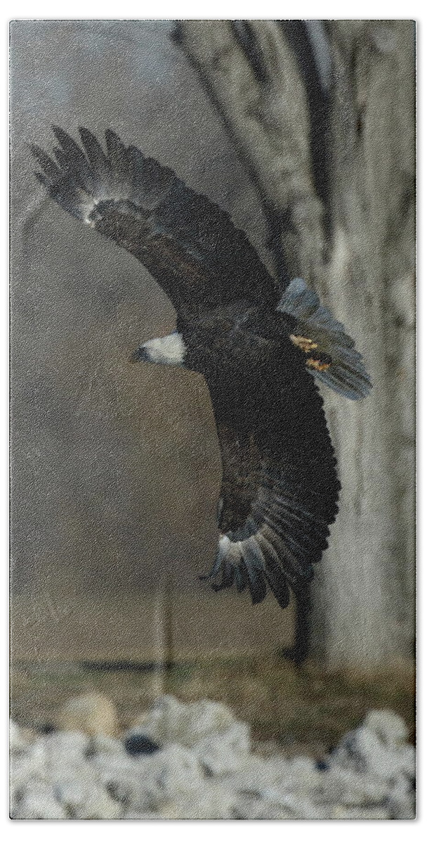 Eagle Hand Towel featuring the photograph Eagle Soaring by Tree by Coby Cooper