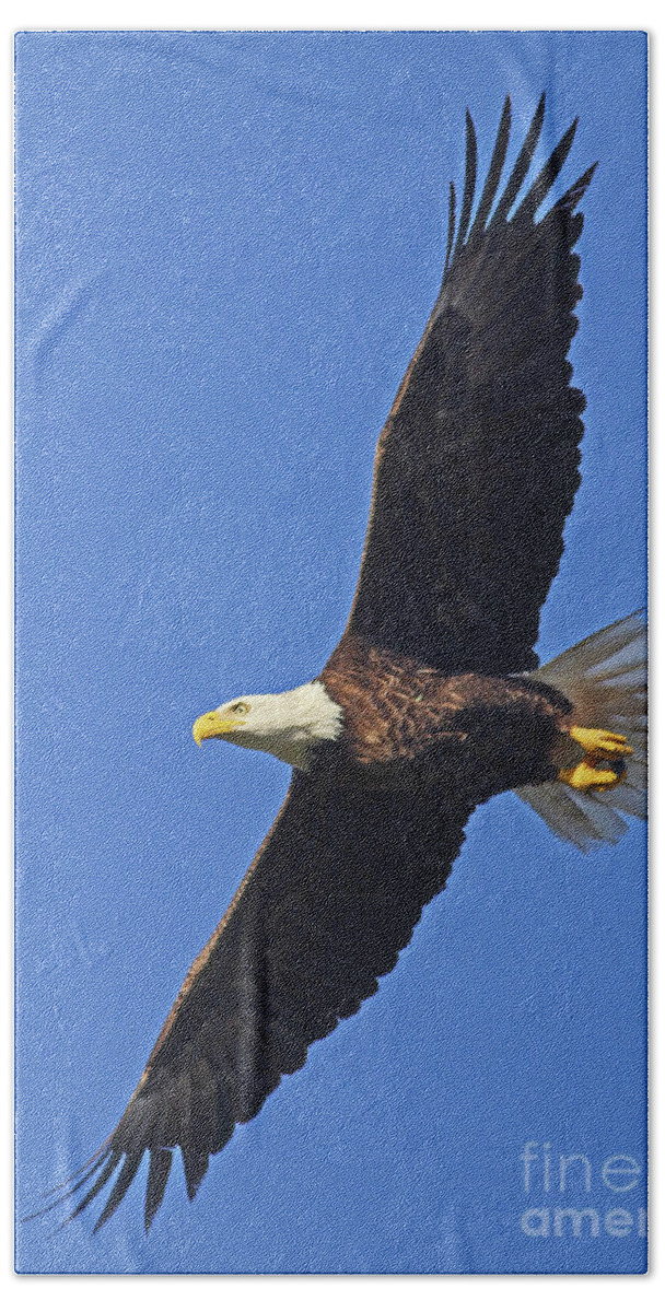 Eagle Bath Towel featuring the photograph Spread Eagle by Larry Nieland