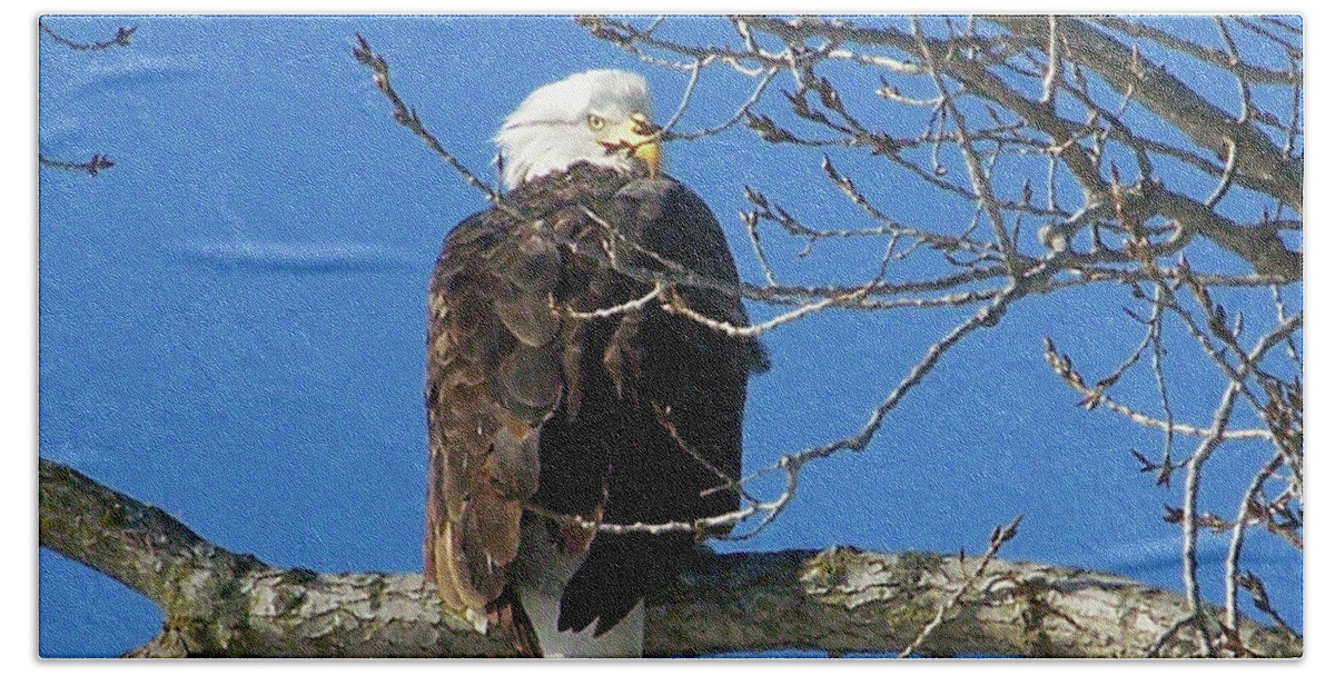 Color Photography Hand Towel featuring the photograph Eagle Watch by Sue Stefanowicz