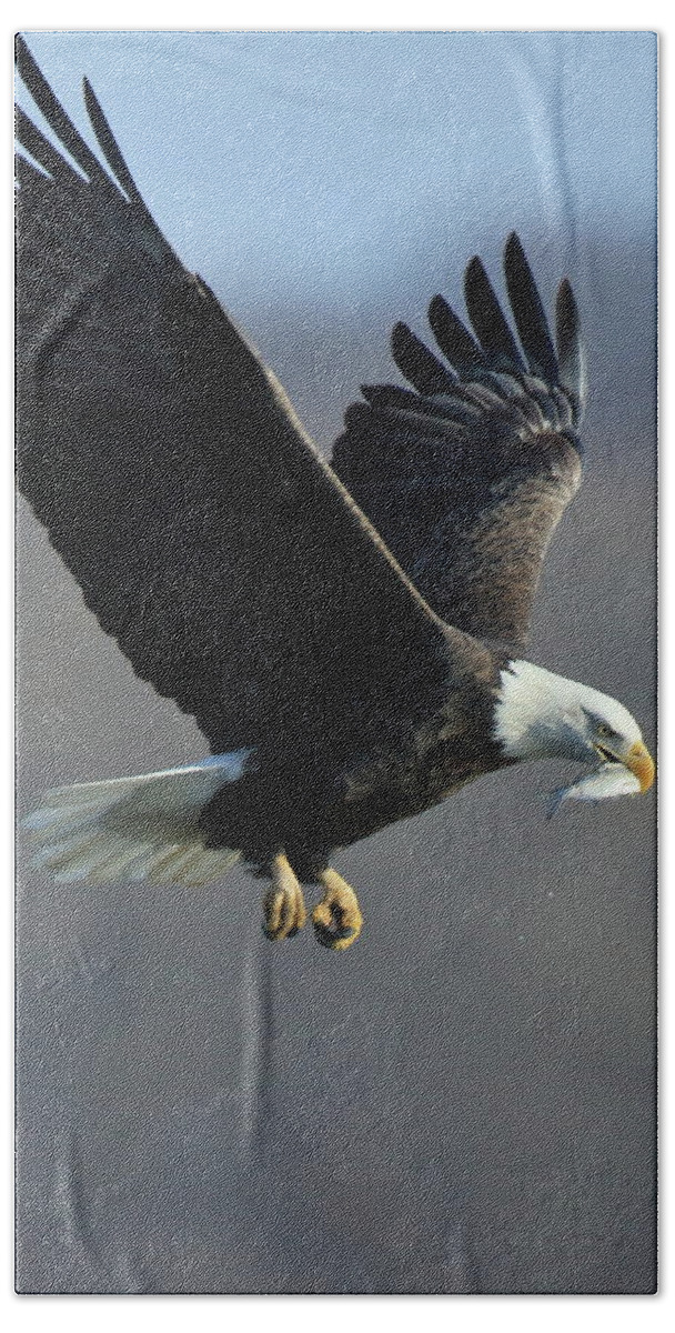 Eagle Bath Towel featuring the photograph Eagle with Small Fish by Coby Cooper