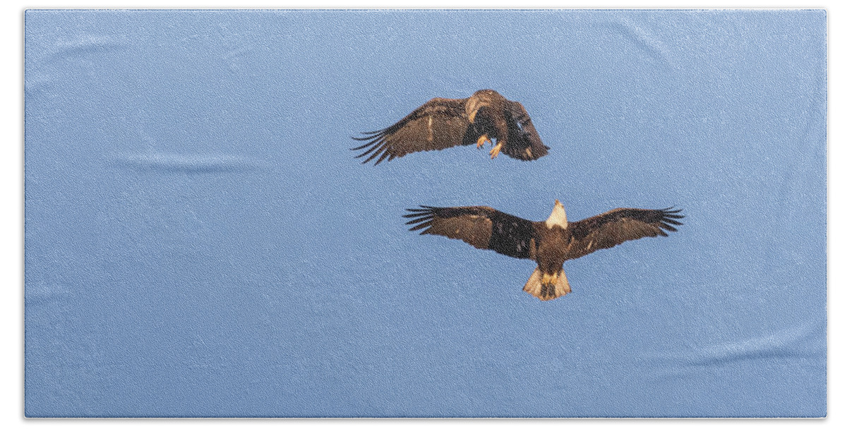 American Bald Eagle Hand Towel featuring the photograph Eagles Dancing In Air by Thomas Young