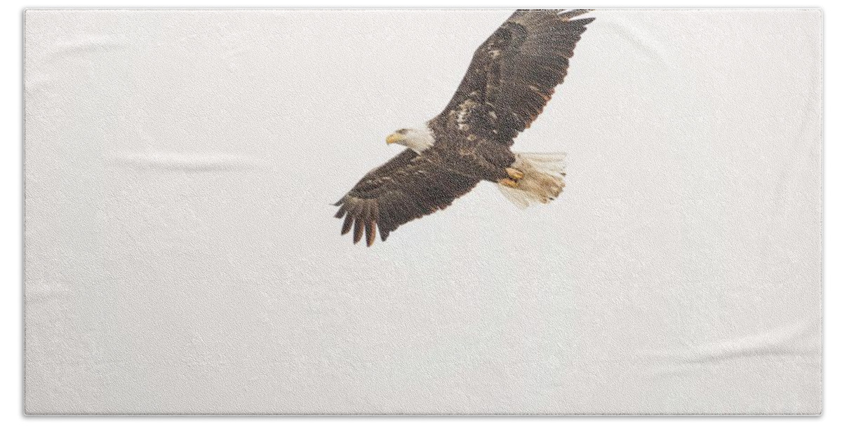 Eagles Bath Towel featuring the photograph Eagles on the Fox - 11 by David Bearden