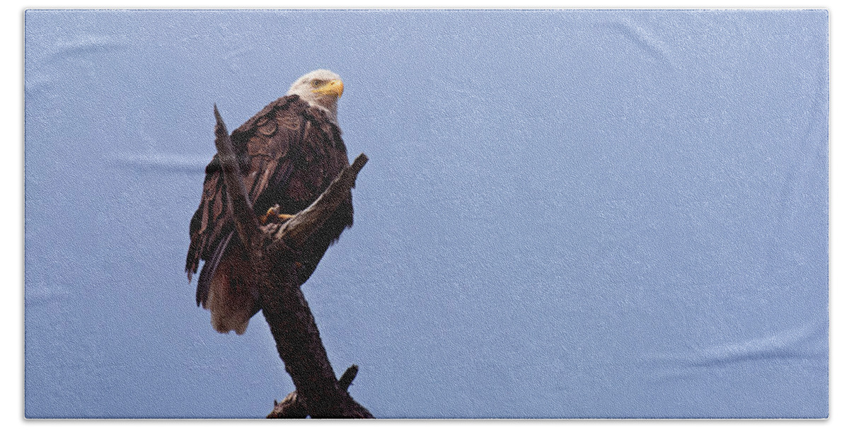 Bald Eagles Bath Towel featuring the photograph Eagle's Perch by David Lunde