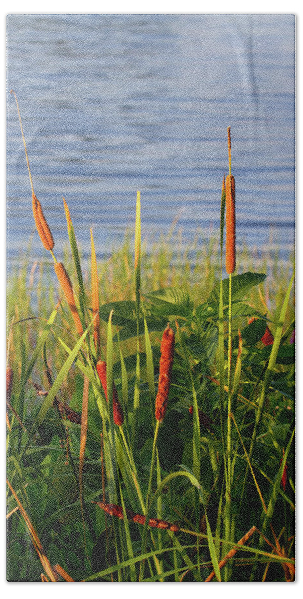 Nature Bath Towel featuring the photograph Early Morning Cattails by Arthur Dodd
