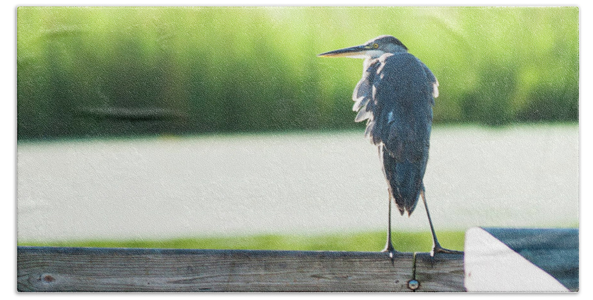 Great Blue Heron Hand Towel featuring the photograph Early Morning Great Blue Heron by Ed Peterson