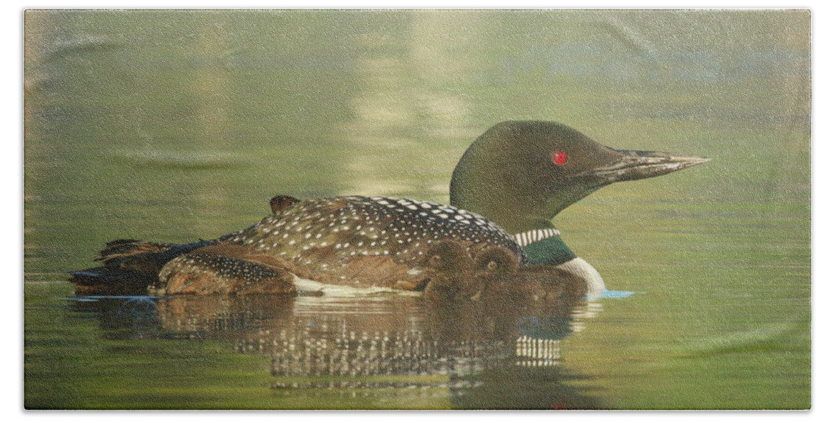 Loons Bath Towel featuring the photograph Early Morning Loons by Duane Cross