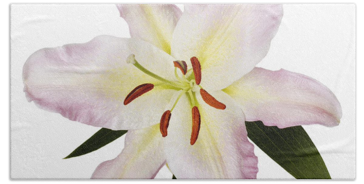 Flowers Flowers Hand Towel featuring the photograph Easter Lilly 1 by Tony Cordoza