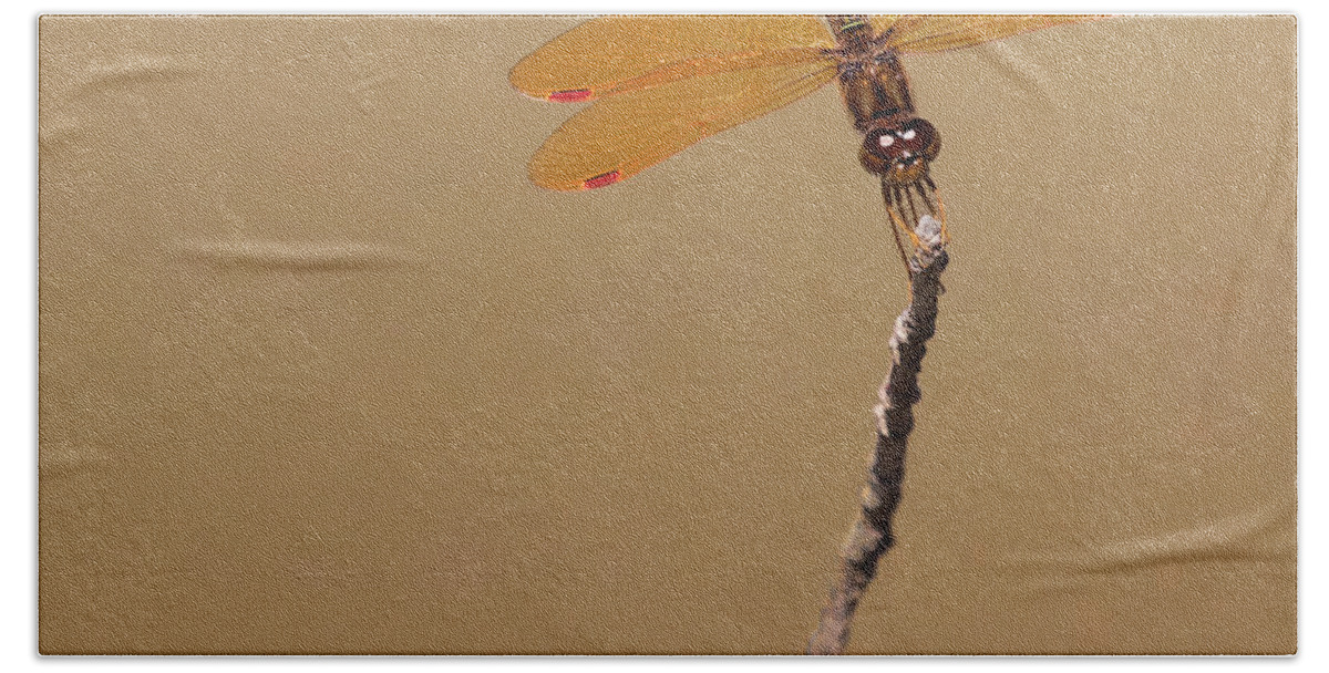 Dragonfly Bath Towel featuring the photograph Eastern Amberwing by Art Cole