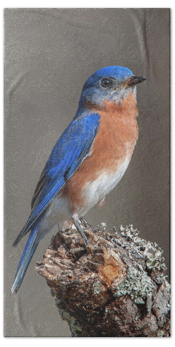 Nature Bath Towel featuring the photograph Eastern Bluebird DSB0291 by Gerry Gantt