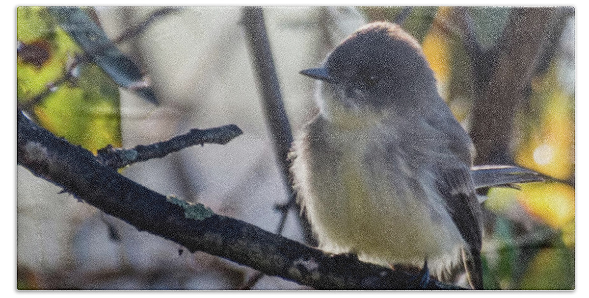 Wildlife Hand Towel featuring the photograph Eastern Phoebe by John Benedict