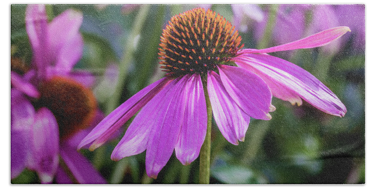 Asteraceae Bath Towel featuring the photograph Eastern Purple Coneflower by Tim Abeln