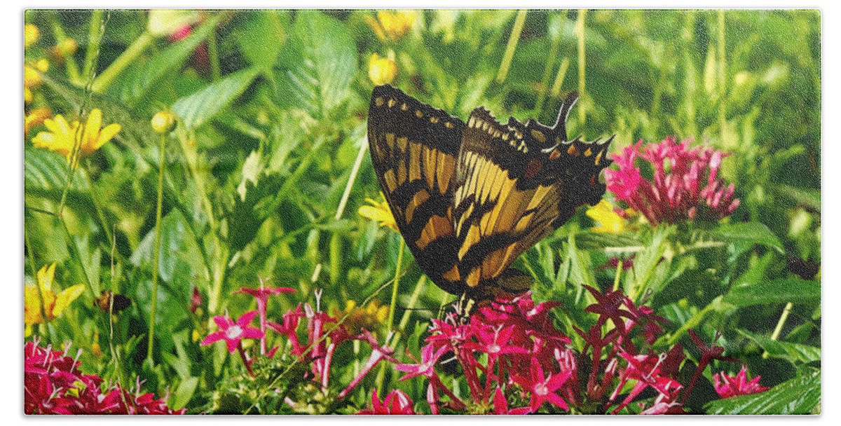 Eastern Tiger Swallowtail Hand Towel featuring the photograph Eastern Tiger Swallowtail 000 A by Christopher Mercer