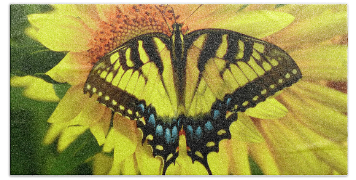 Sunflowers Bath Towel featuring the photograph Eastern Tiger Swallowtail Butterfly by Scott Cameron