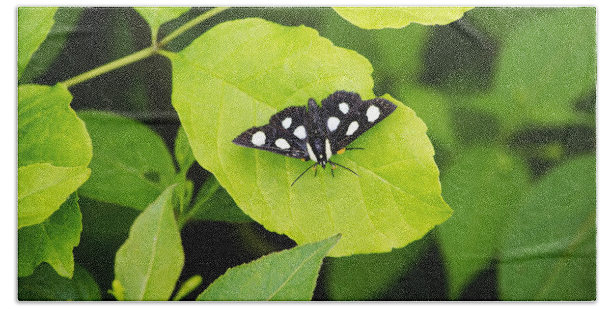 Butterfly Bath Towel featuring the photograph Eight Spotted Forester Moth by Christina Rollo