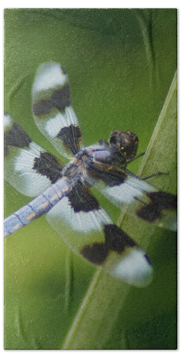 Dragonfly Bath Towel featuring the photograph Eight Spotted Skimmer Dragonfly by Ben Upham III
