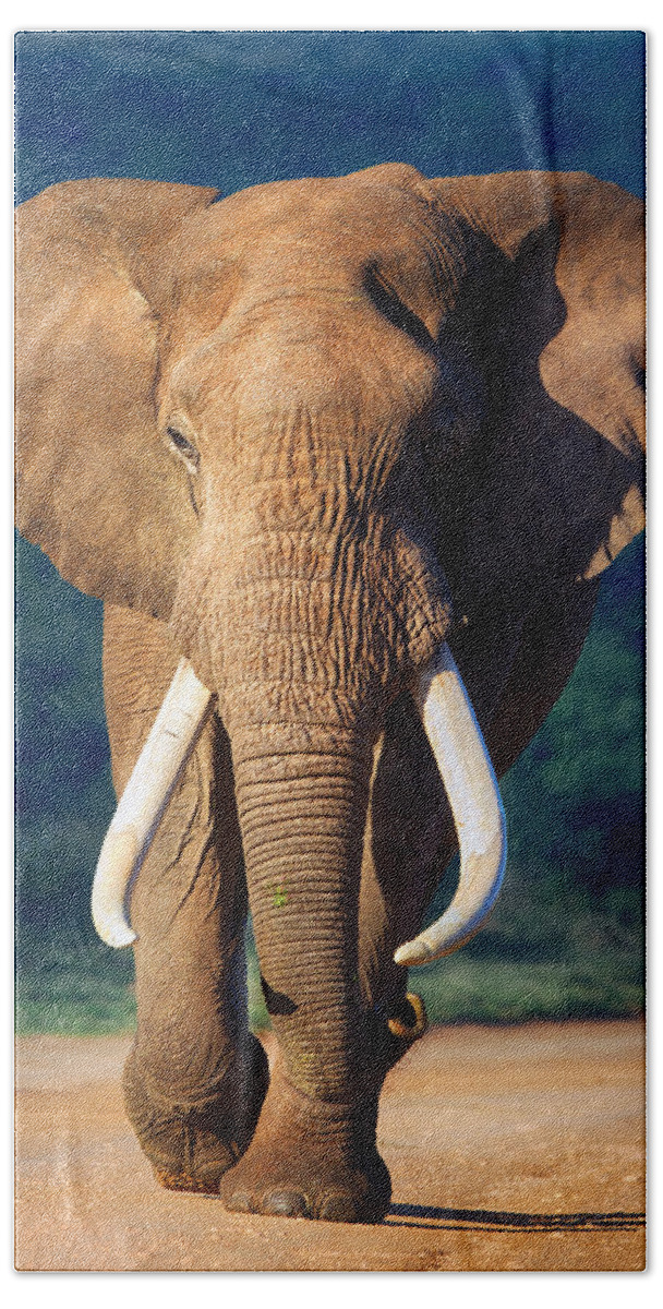 Elephant Hand Towel featuring the photograph Elephant approaching by Johan Swanepoel