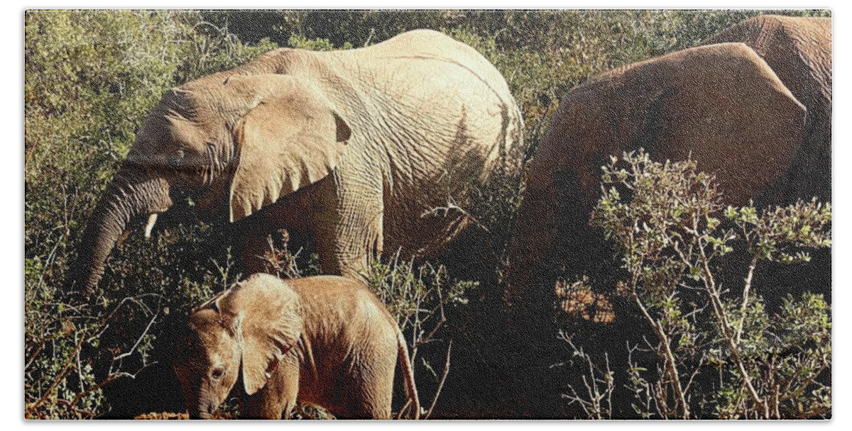 Elephants Bath Towel featuring the photograph Elephant Family by Jennifer Wheatley Wolf