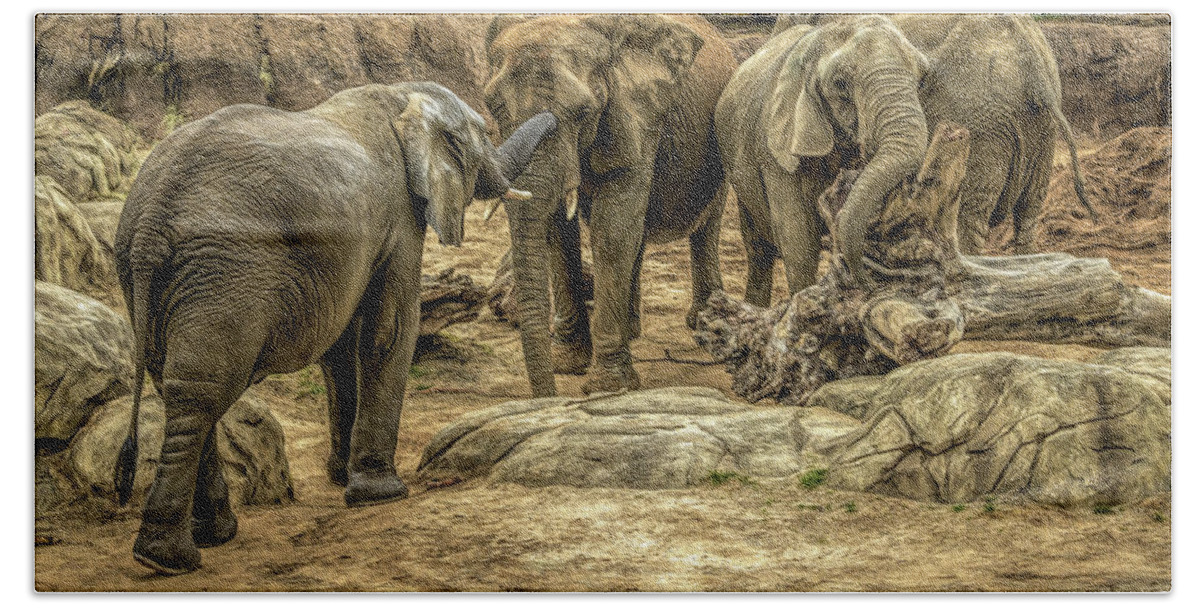 Elephants Bath Towel featuring the photograph Elephants Social by David Pine