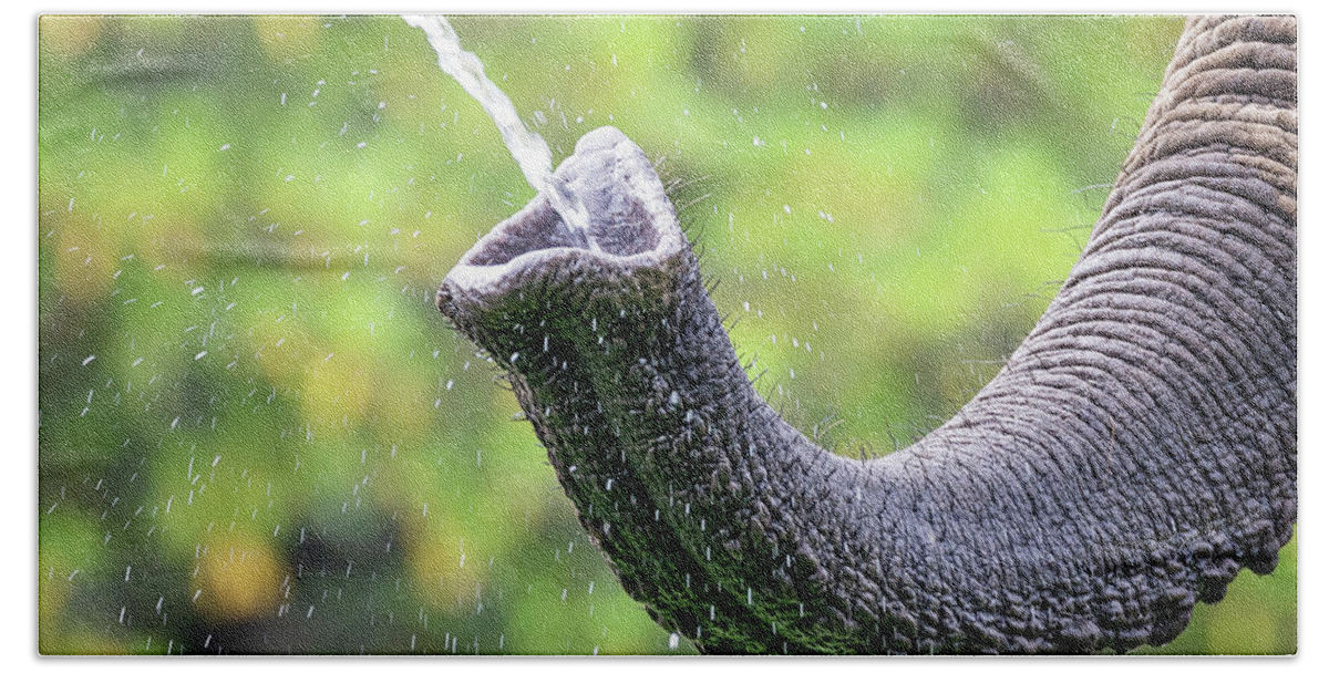Elephant Bath Towel featuring the photograph Elephant taking a drink by Jane Rix