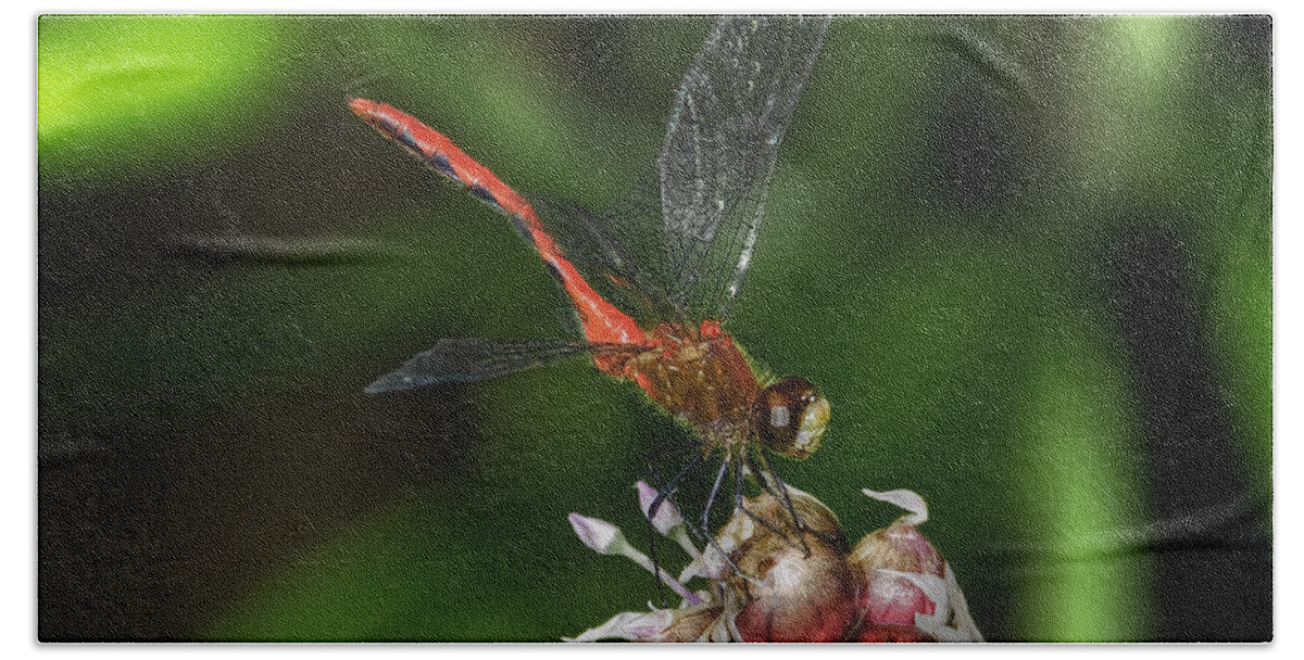 Dragonfly Hand Towel featuring the photograph Eliza Skimmer by Gary Shepard