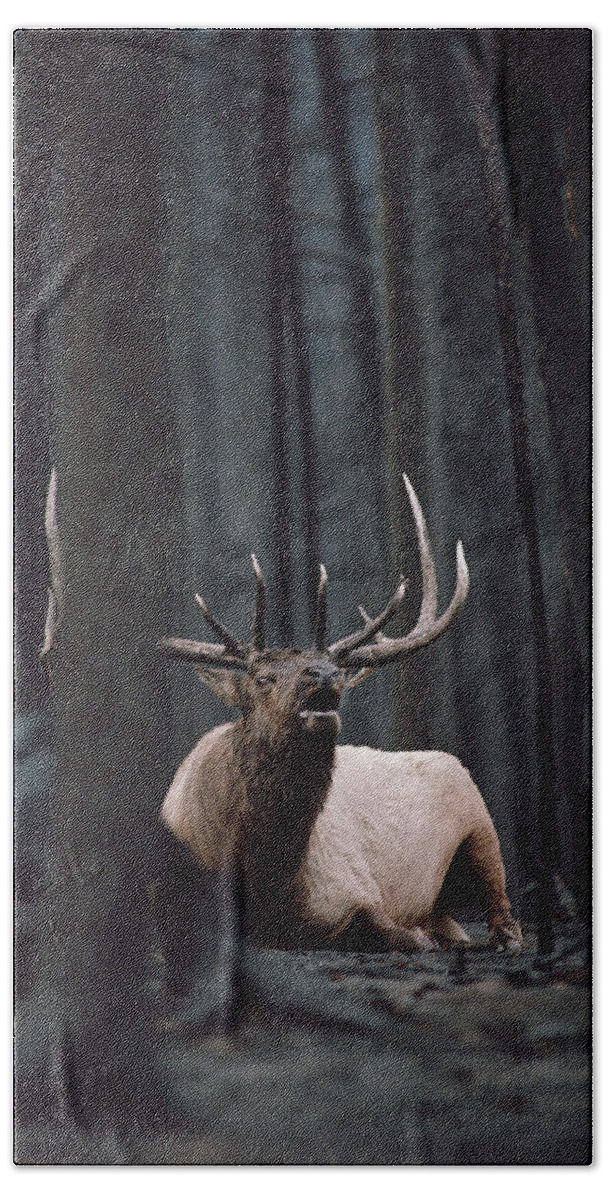 Mp Bath Towel featuring the photograph Elk Cervus Elaphus Bull Resting by Michael Quinton