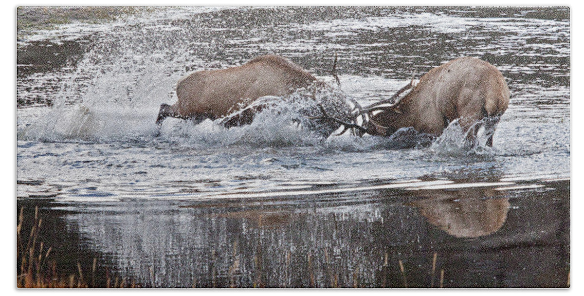 Elk Bath Towel featuring the photograph Elk Fight by Wesley Aston