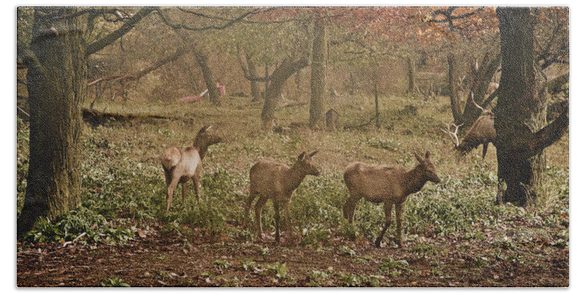 Elk Bath Towel featuring the photograph Elk in The Early Morning by Michael Peychich