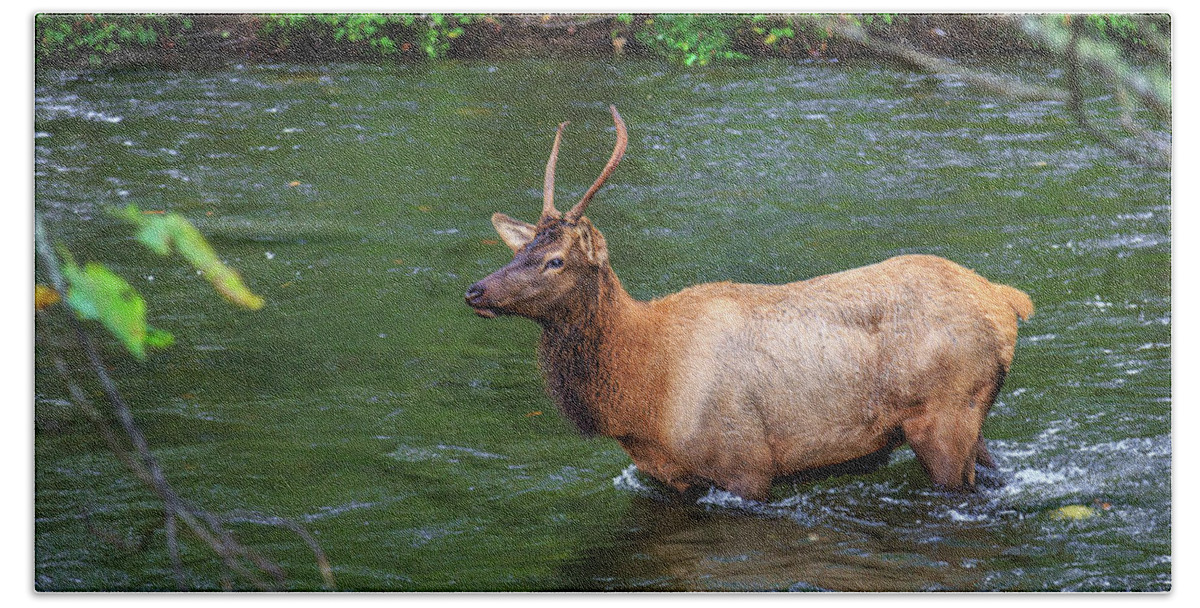 Elk Hand Towel featuring the photograph Elk in the Stream 2 by Tim Stanley