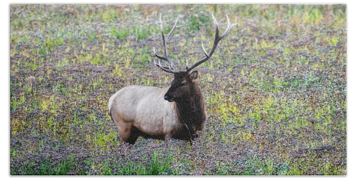 Yellowstone Bath Towel featuring the photograph Elk in Wildflowers #2 by Scott Read