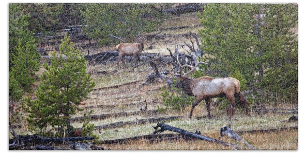 Elk Bath Towel featuring the photograph Elk in Yellowstone by Cindy Murphy - NightVisions