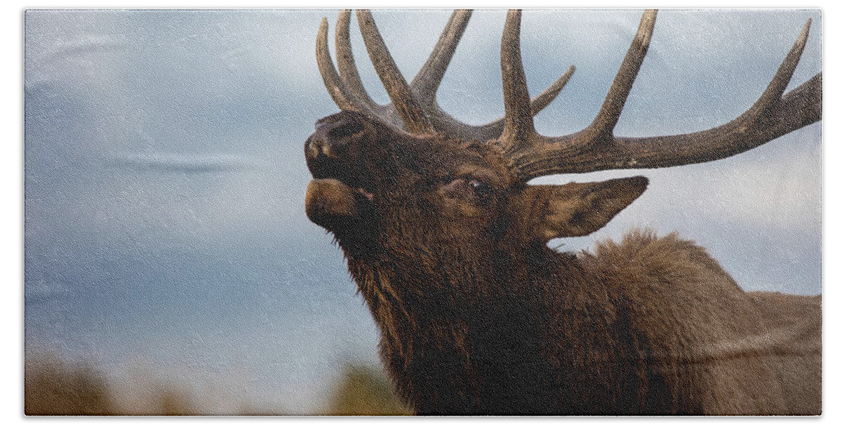 200-400mm 5dsr Hand Towel featuring the photograph ELK's SCREEM by Edgars Erglis