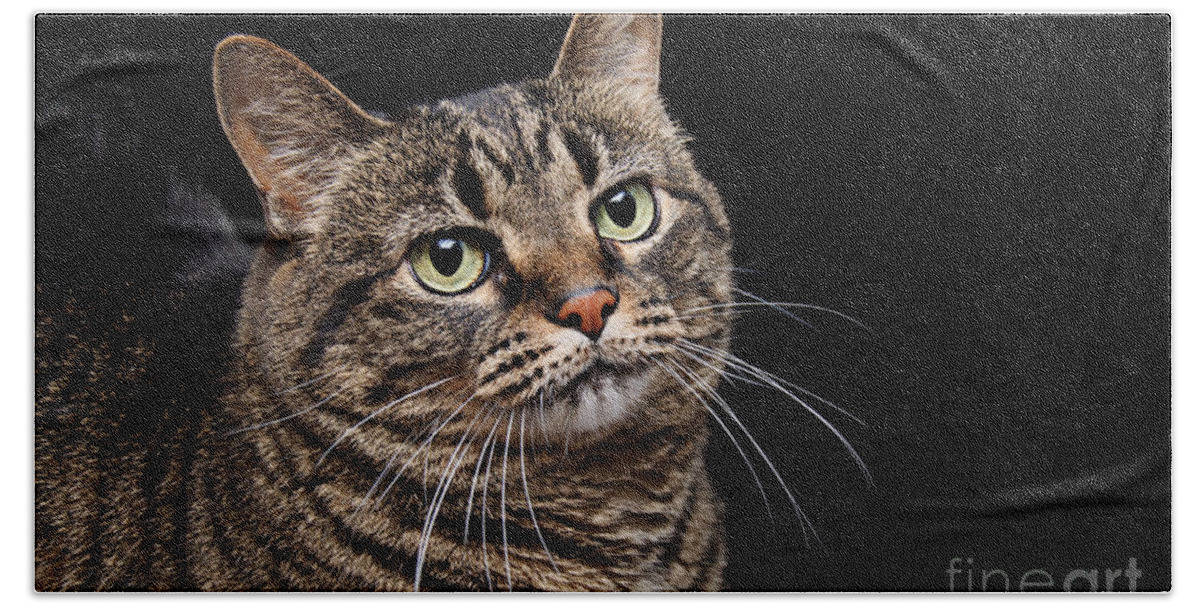 Fine Art Cat Hand Towel featuring the photograph Emmy The Cat Ponder by Andee Design
