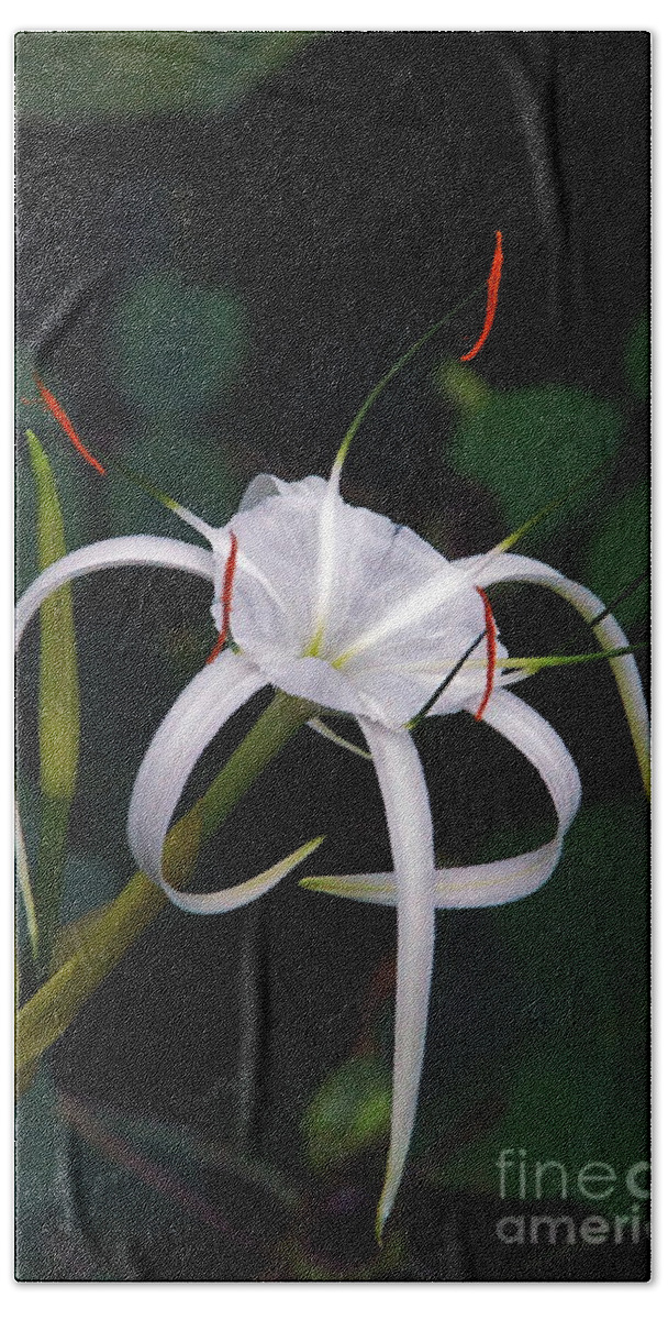 Spider Lily Hand Towel featuring the photograph En Pointe by Byron Varvarigos