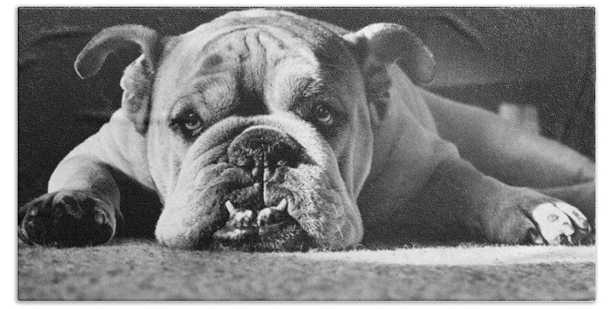 Animal Bath Towel featuring the photograph English Bulldog by M E Browning and Photo Researchers