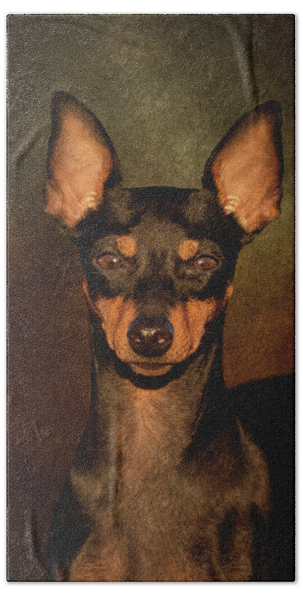 English Toy Terrier Hand Towel featuring the photograph English Toy Terrier by Diana Andersen