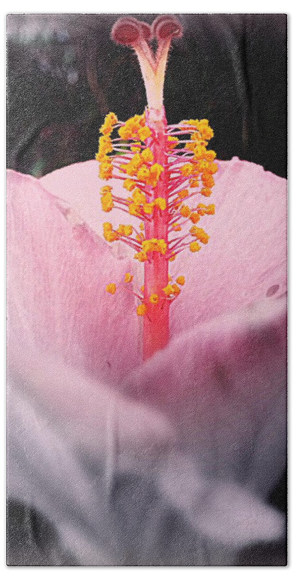 Hibiscus Bath Towel featuring the photograph Erect by Kathy Barney