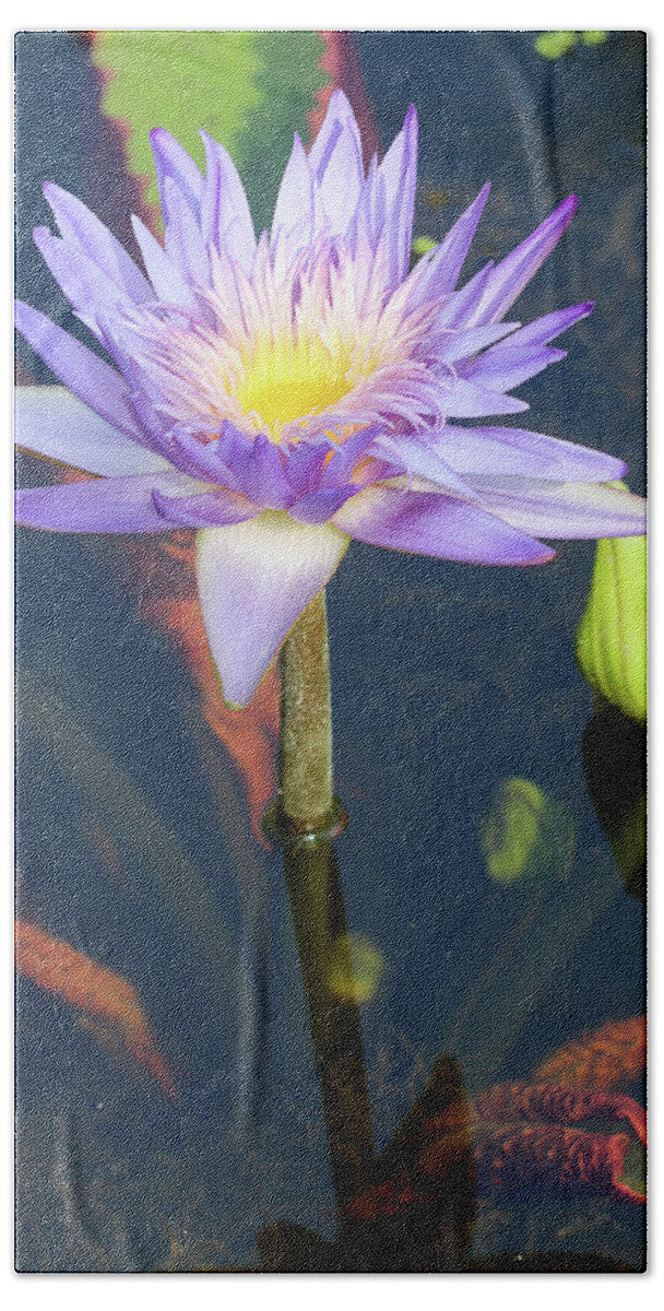 Pond Hand Towel featuring the photograph Essence of the Water Lily by Mary Anne Delgado