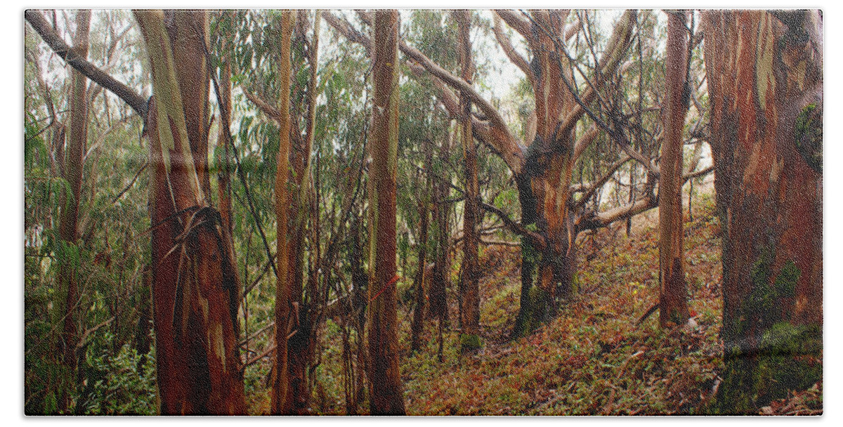 Forest Hand Towel featuring the photograph Eucalyptus Grove in California by Ben Upham III