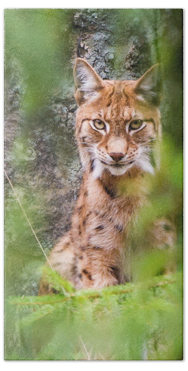 Eurasian Lynx Bath Towel featuring the photograph Eurasian lynx by Torbjorn Swenelius
