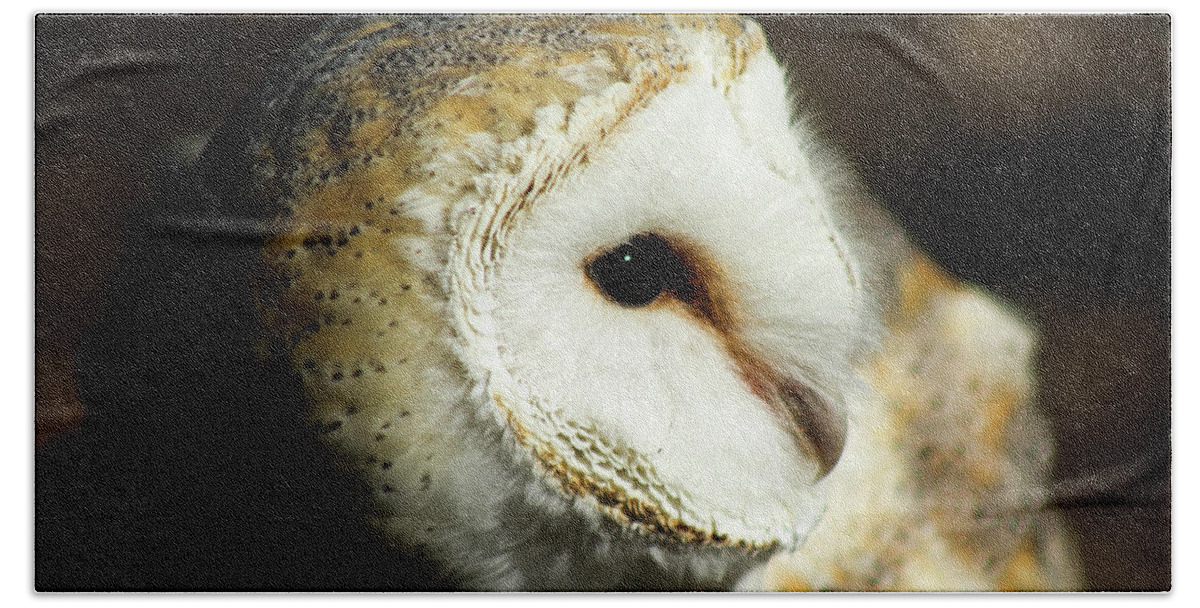 Owl Bath Towel featuring the photograph European Barn Owl by Holly Ross