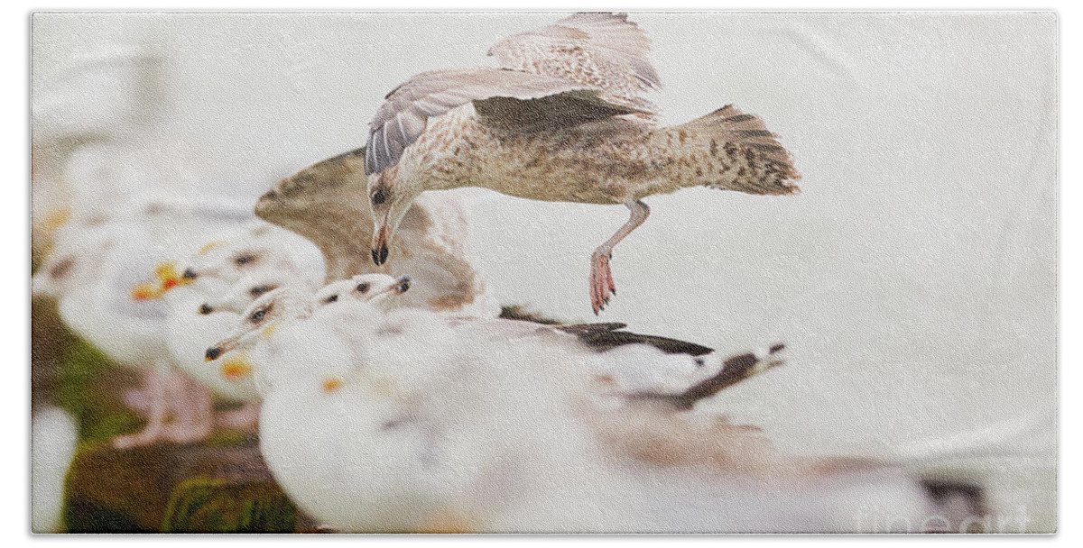 European Hand Towel featuring the photograph European herring gulls in a row, a landing bird above them by Nick Biemans