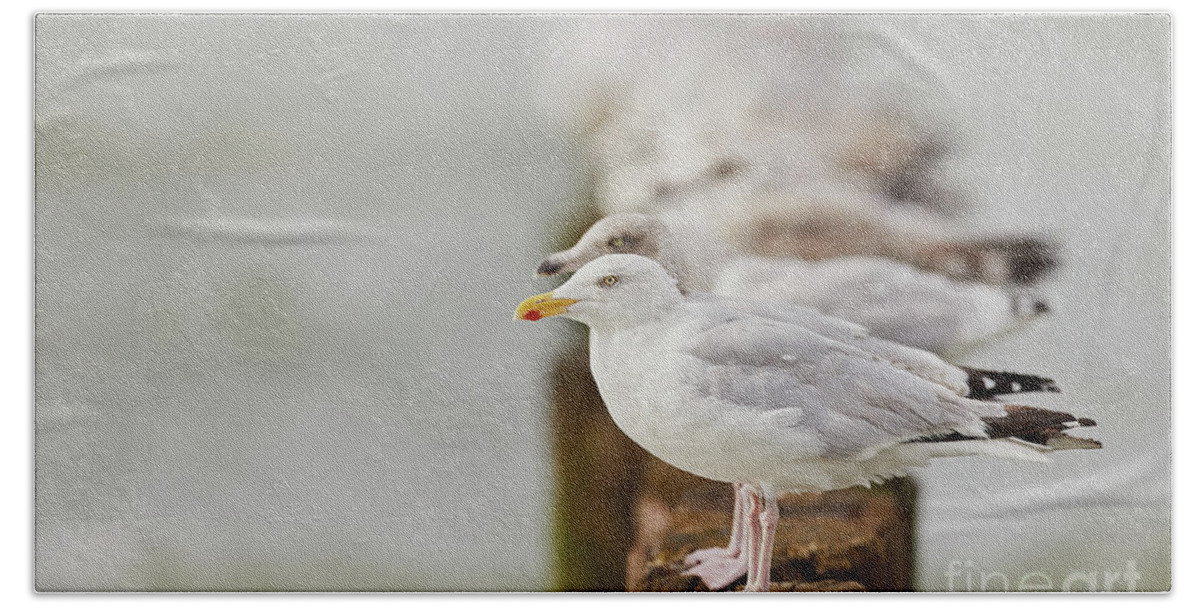 European Bath Towel featuring the photograph European herring gulls in a row fading in the background by Nick Biemans