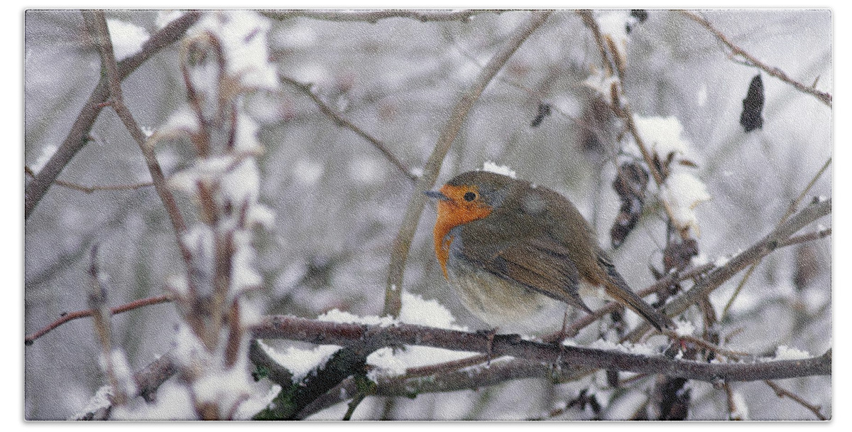 European Robin Bath Towel featuring the photograph European Robin in the snow at Christmas by Tony Mills