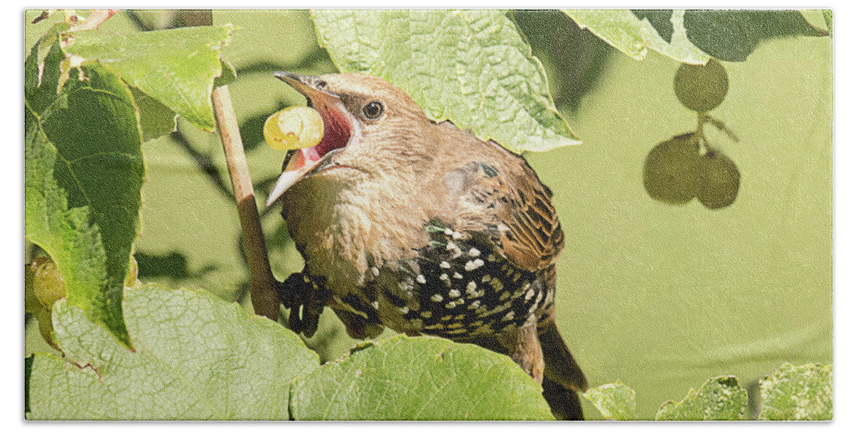Bird Bath Towel featuring the photograph European Starling Feeding on Grapes by Dennis Hammer