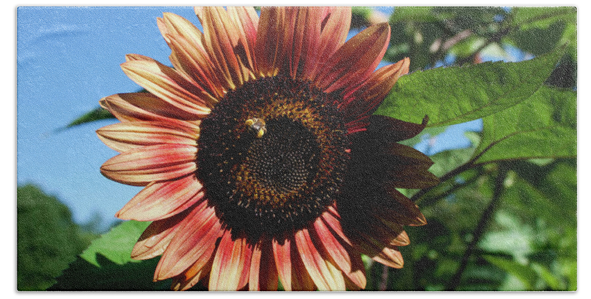 Sunflower Hand Towel featuring the photograph Evening Sun Sunflower 2016 #2 by Jeff Severson